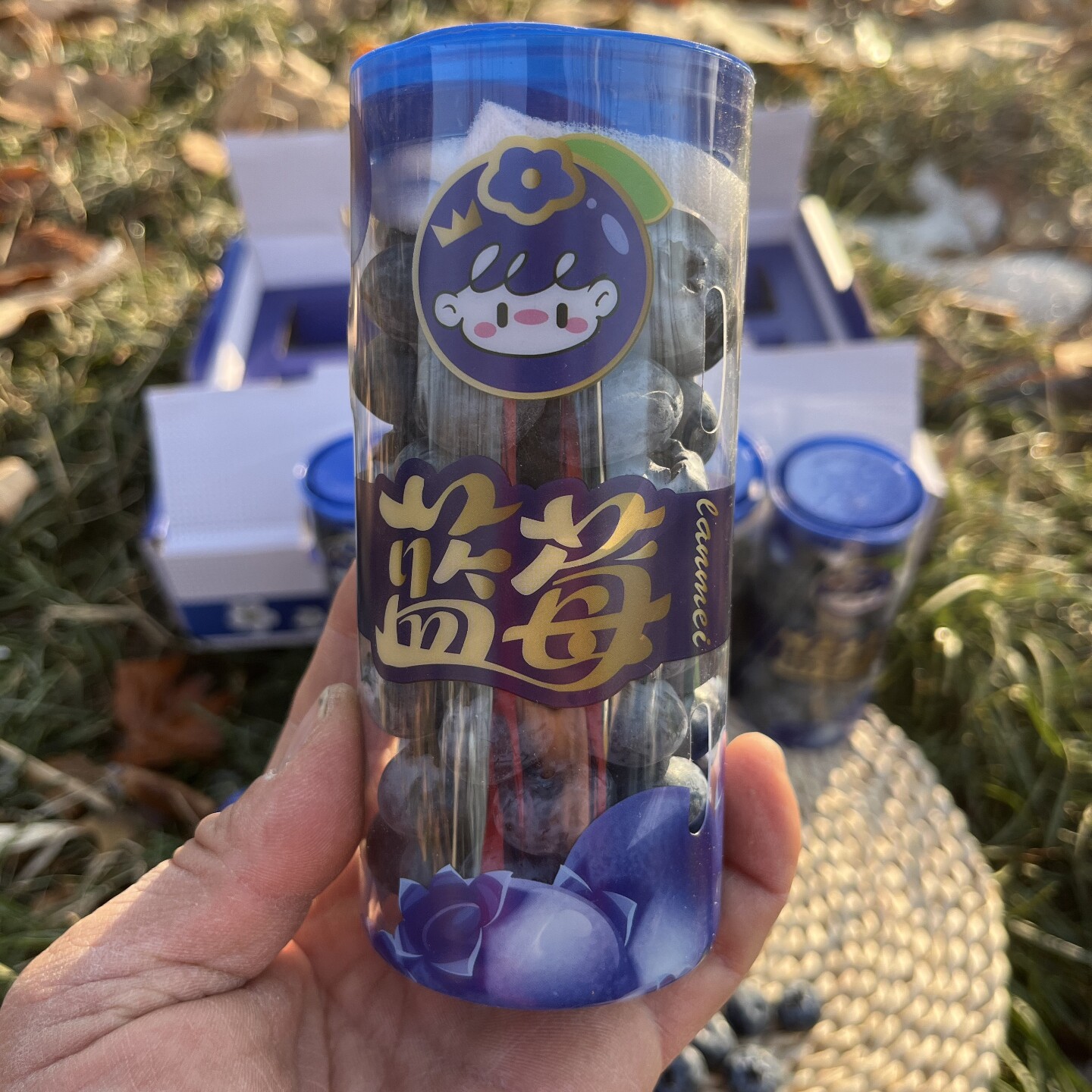 脆脆桶蓝莓L25花香云南蓝莓180克桶18+孕妇新鲜水果甜脆浆果顺丰