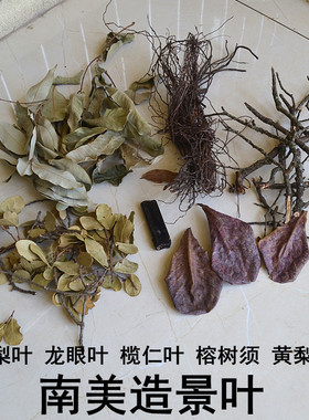 南美鱼缸造景树叶黄梨叶榄仁叶龙眼叶黄梨枝碎枝榕树须原生景观