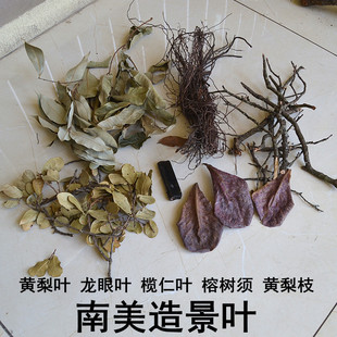 南美鱼缸造景树叶黄梨叶榄仁叶龙眼叶黄梨枝碎枝榕树须原生景观