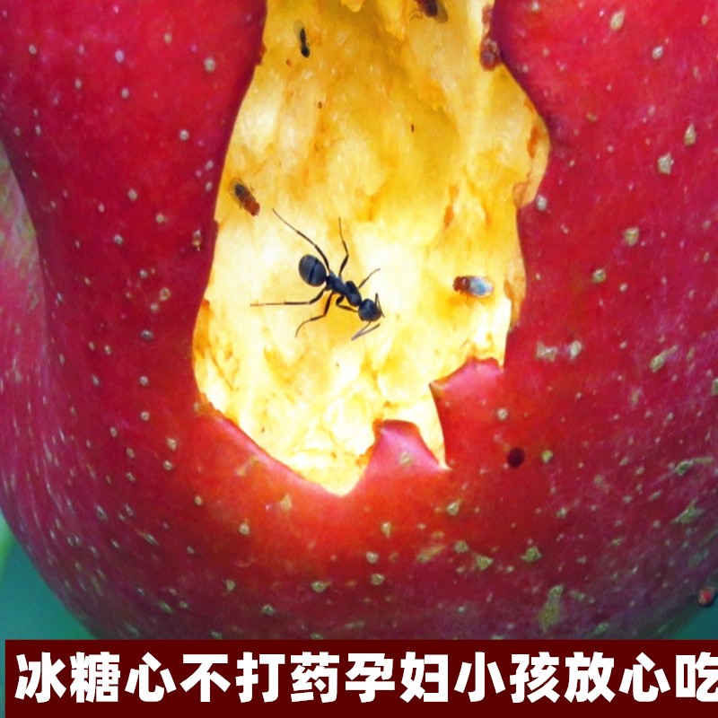 现摘云南昭通冰糖心丑苹果红富士
