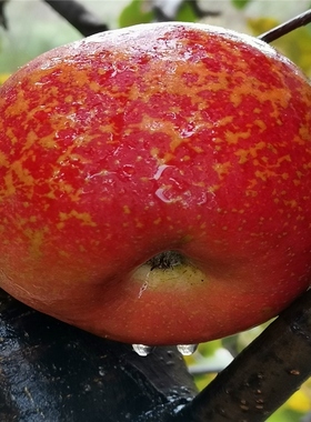 2025新鲜水果现摘云南昭通野生冰糖心丑苹果红富士脆孕妇10斤整箱