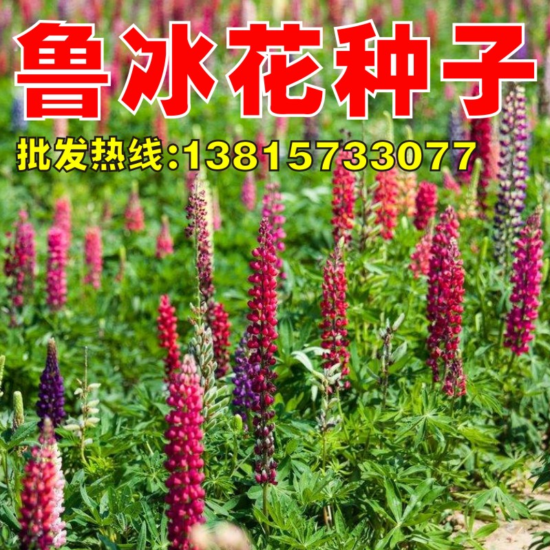 羽扇豆种子鲁冰花种子多年生耐寒花卉种子阳台盆栽草花种子春秋播