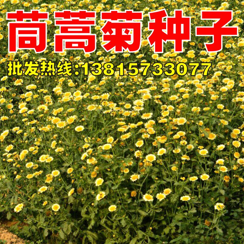 茼蒿菊种子木茼蒿多年生花草种子菊花种子木春菊种子景观花海包邮