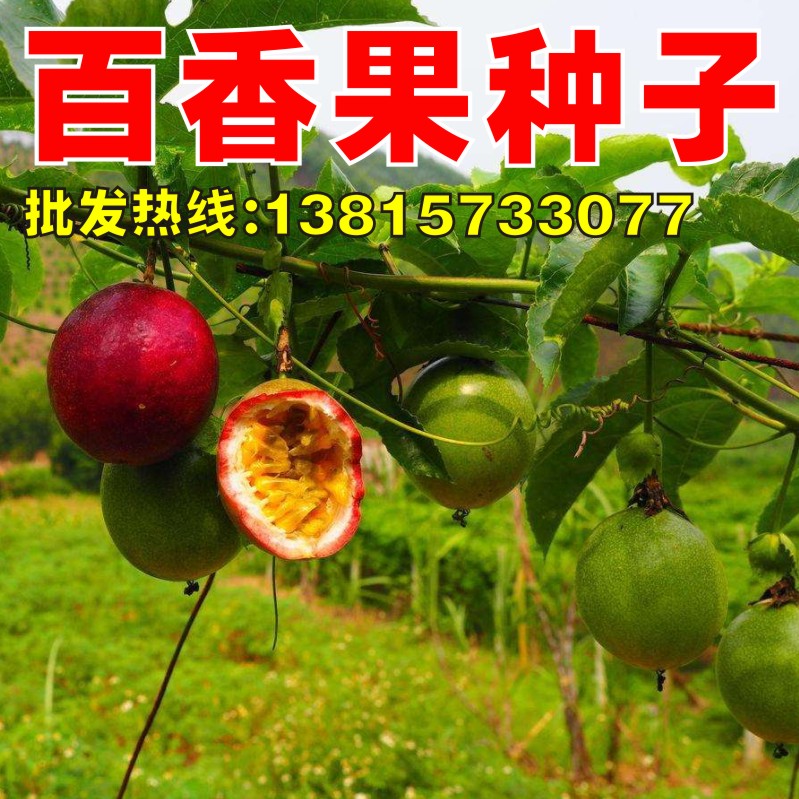百香果种子四季播满天星紫香西番莲多年生黄金鸡蛋果种籽瓜果种子