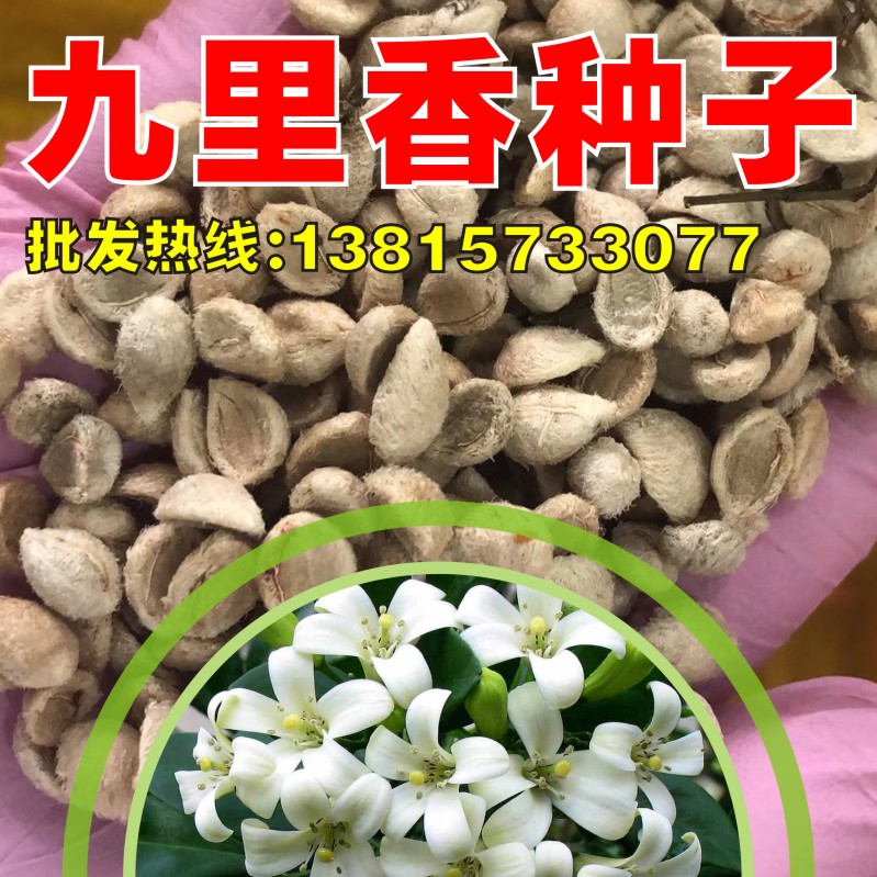 散装九里香种子 花卉种子 九秋香九树香七里香种子办公室盆栽