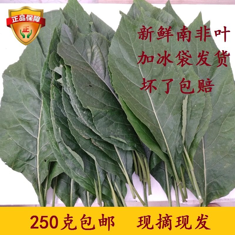 南非叶新鲜叶250克包邮药王叶茶将军叶马来西亚茶叶特产茂名农家