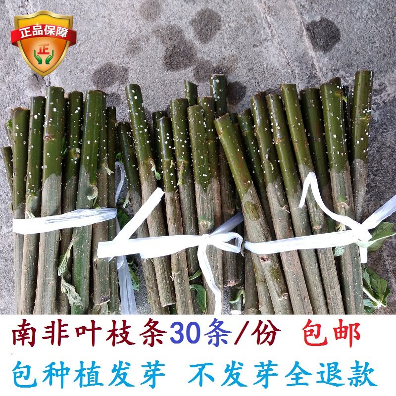 枝条南非叶包种植活庭院