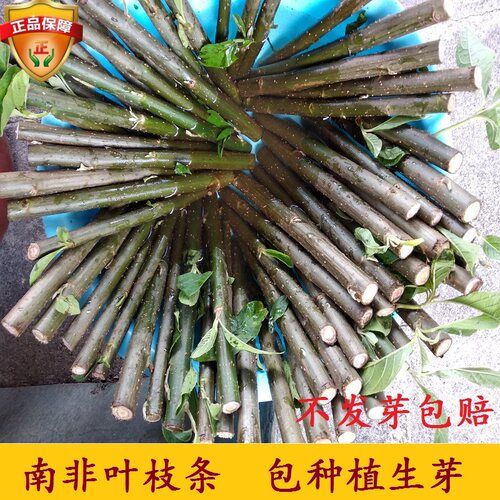 南非叶枝条干叶包邮包种植活新鲜将军叶苗树苗叶茶野生正宗叶打粉