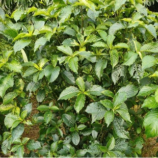 正宗黑面将军叶干叶马来西亚化石草地毯草脆叶马兰干品特价南非叶