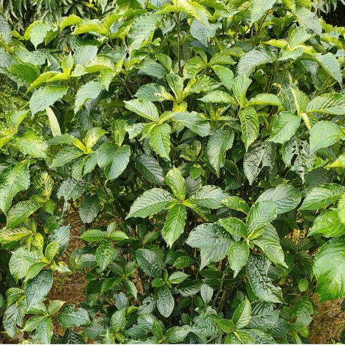 正宗南非叶阳台黑面将军叶