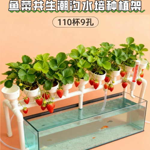 家庭种菜鱼菜共生系统设备可定制