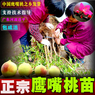 【三年桃树】正宗广东河源鹰嘴桃苗连平上坪嫁接苗南方种植果苗