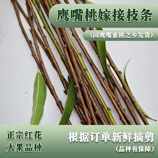 正宗广东河源连平上坪鹰嘴蜜桃嫁接枝条嫁接苗