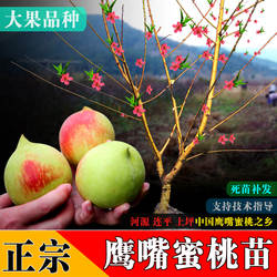 鹰嘴蜜桃苗嫁接苗广东河源连平上坪南方种植水果盆栽绿植桃树桃花