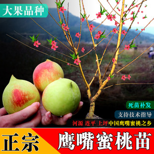 鹰嘴蜜桃苗嫁接苗广东河源连平上坪南方种植水果盆栽绿植桃树桃花