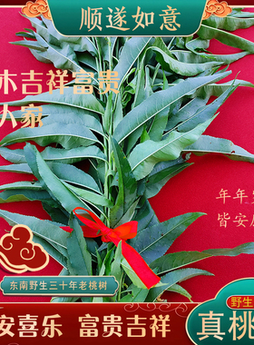 新鲜现摘桃叶毛桃野生桃树叶子青枝条乔迁婴儿出生惊吓安睡嫩叶