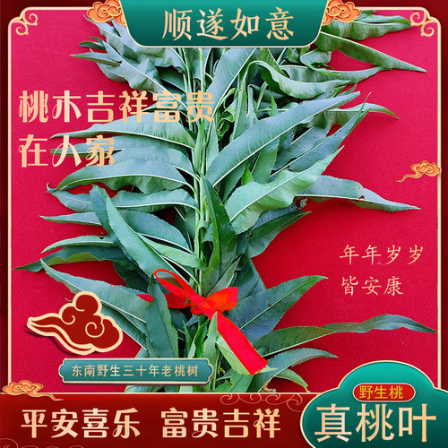 新鲜现摘桃叶毛桃野生桃树叶子青枝条乔迁婴儿出生惊吓安睡嫩叶