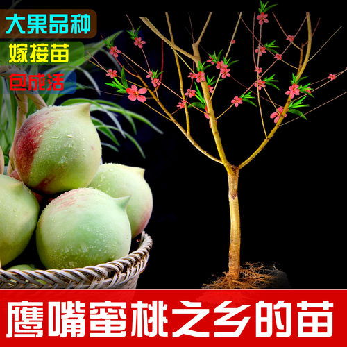 【两年苗】正宗广东河源鹰嘴桃苗连平上坪嫁接苗南方种植果苗