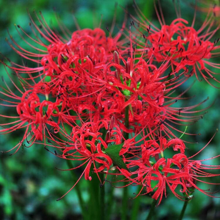 彼岸花种球曼珠沙华四季开花多年生盆栽石蒜种球球根花卉盆栽种球
