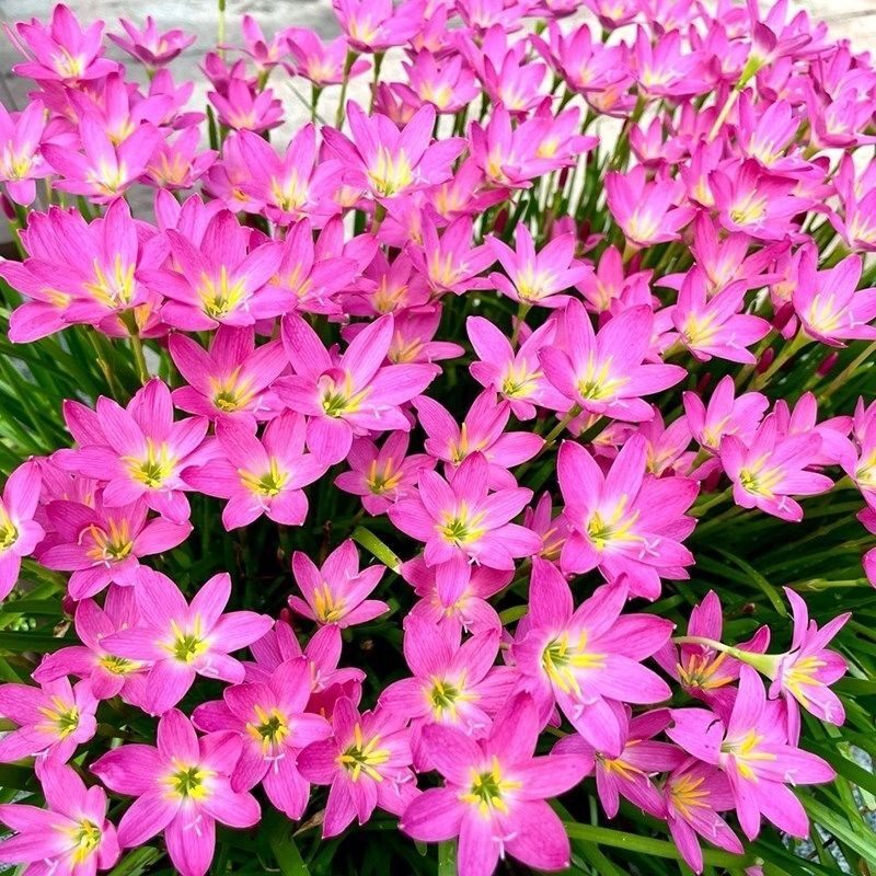 风雨兰种球粉色风雨兰植物盆栽球根花四季开花绿植韭菜球苗风雨兰