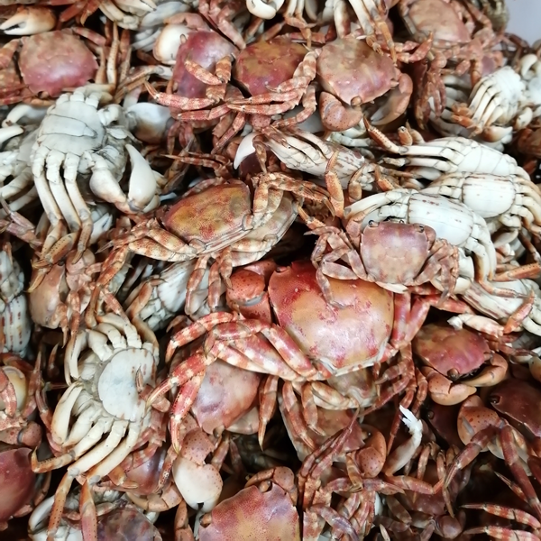 500克包邮小螃蟹干货海鲜螃蟹干火锅底料海鲜迷你渔家自晒海螃蟹