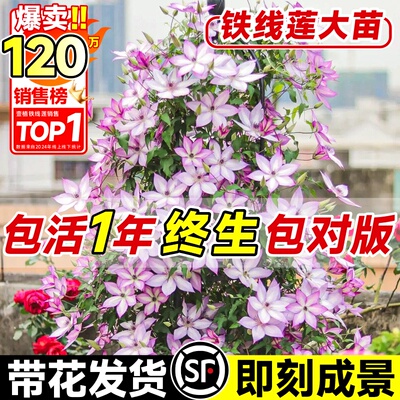 乌托 托邦铁线 线莲大苗带花苞阳台爬藤植物盆地栽庭院耐寒四季绿