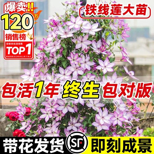 乌托邦铁线莲大苗带花苞爬藤植物