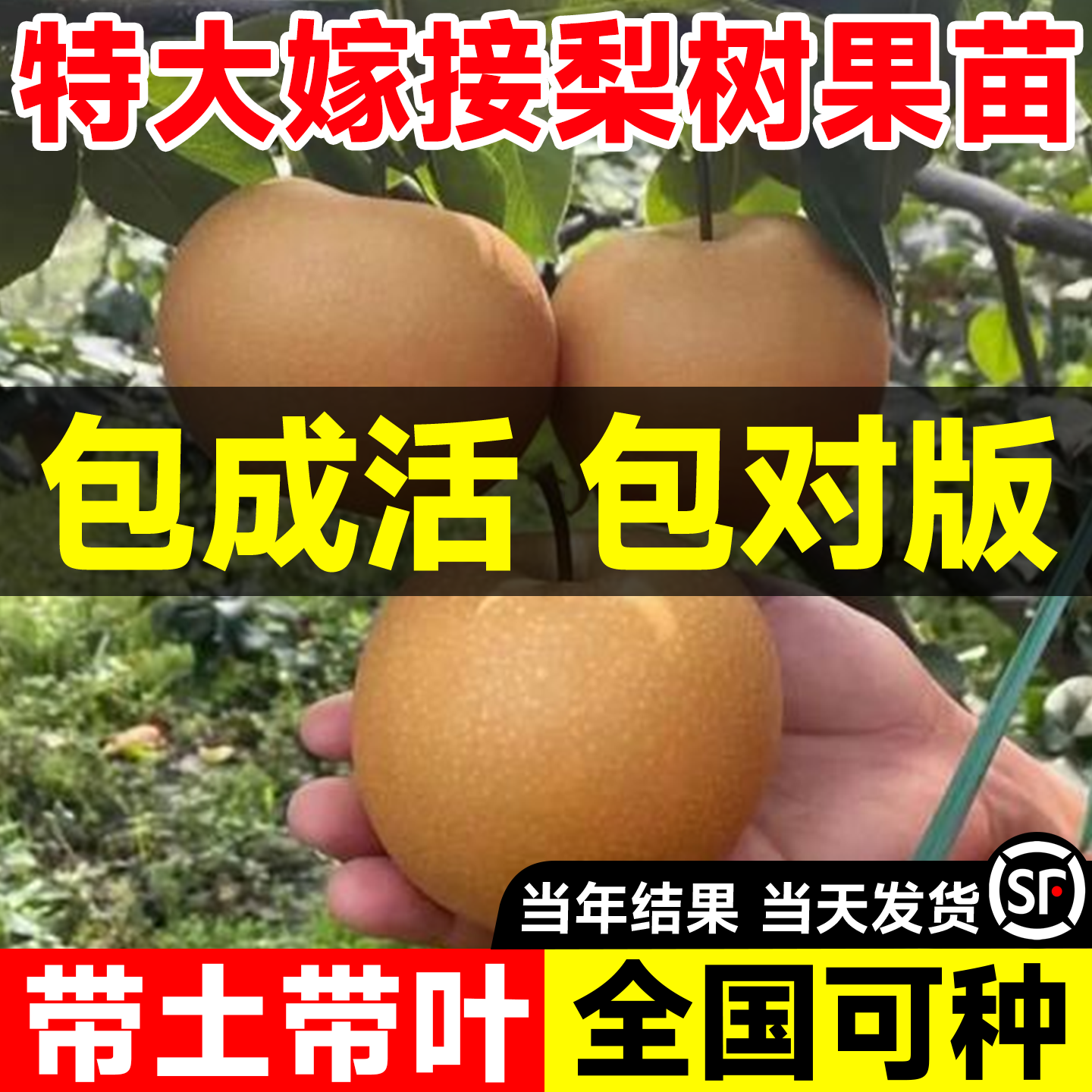 特大嫁接梨树苗带土带叶全国可种