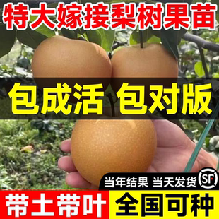 梨树果苗特大嫁接秋月梨果树苗当年结果桂花梨南北方庭院地栽盆栽