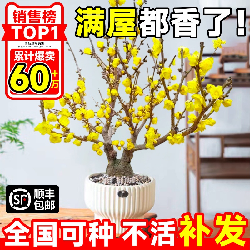 腊梅花树苗盆栽浓香型室内四季耐寒花卉阳台易活老桩盆景素心蜡梅