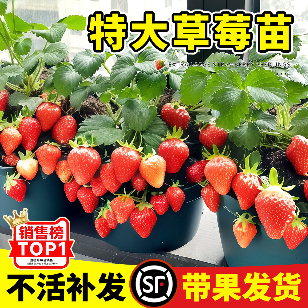 特大草莓苗秧盆栽带果四季结果