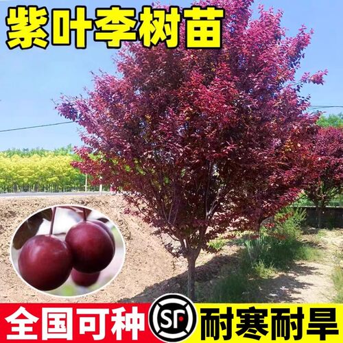 紫叶李树苗庭院绿化南北可种特大