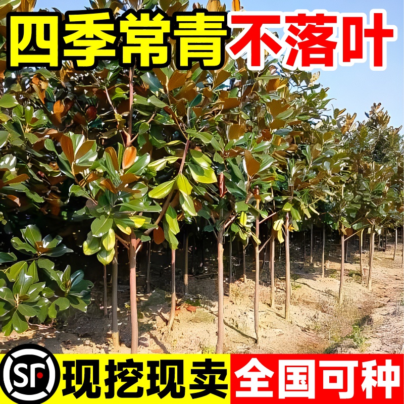 广玉兰树苗别墅庭院风景大树荷花白玉兰园林绿化工程苗木四季常青-封面