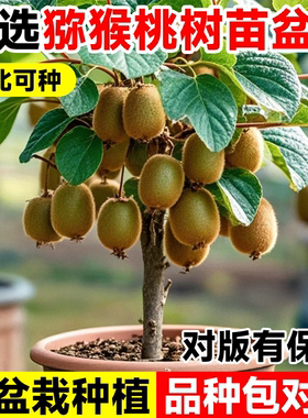 正宗猕猴桃树果苗红心绿心软枣耐寒嫁接南北四季种植雌雄同株盆栽