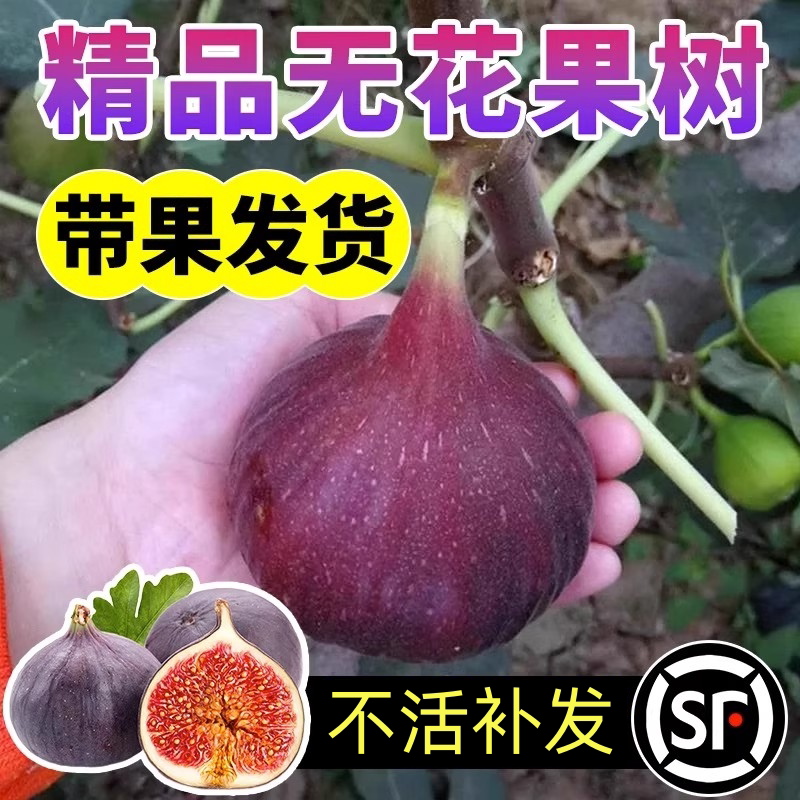 壹植特大果无花果果树图片
