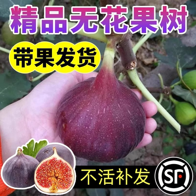 壹植特大果无花果果树