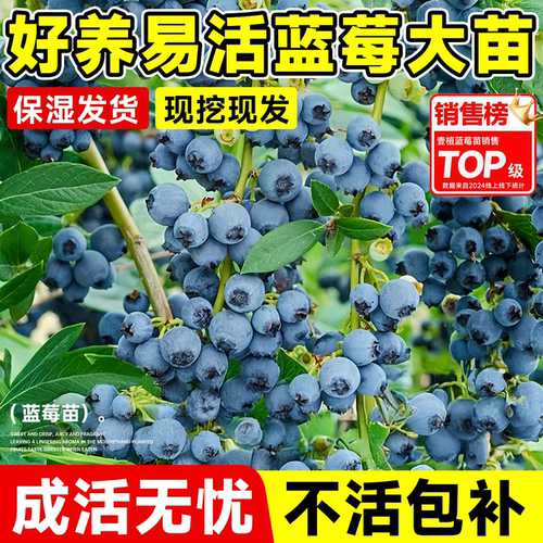 蓝莓树果苗盆栽南北种植当年结果