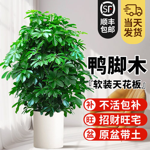 八方来财鸭脚木绿植物招财发财树