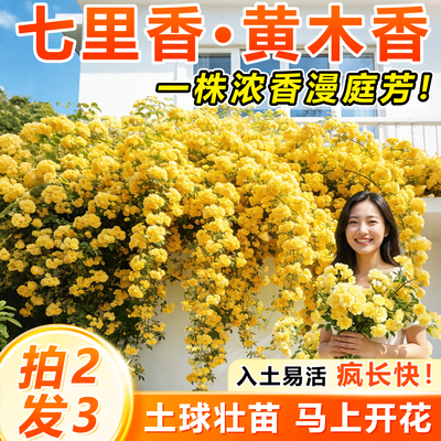 重瓣黄木香爬藤植物红木香花苗
