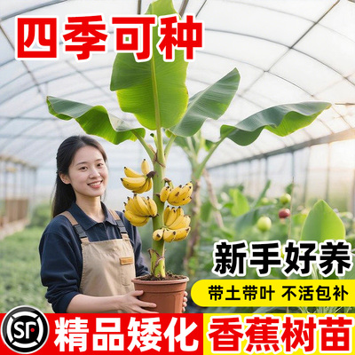香蕉树苗四季可种新手好养
