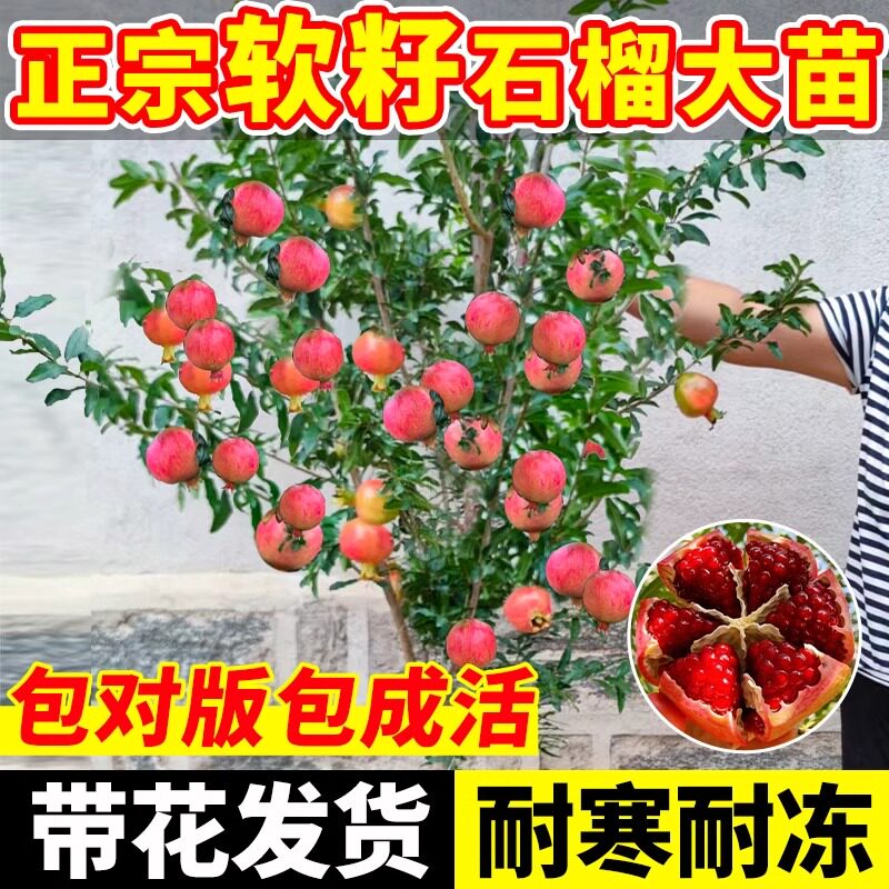 矮化石榴树盆栽带果无籽软子特大突尼斯树苗庭院室内老桩果树盆景