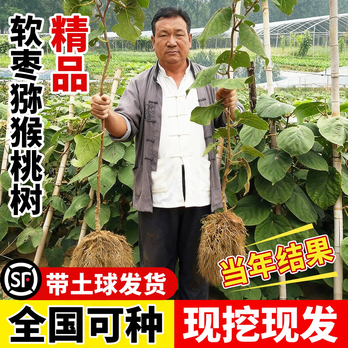 软枣猕猴桃果苗全国可种盆栽地栽图片