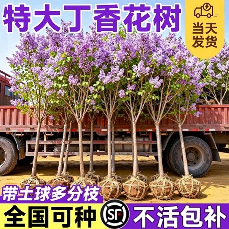 欧洲丁香花树苗独杆老桩盆栽庭院