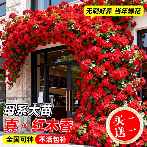 红木香无刺蔷薇花苗四季开花