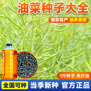 油菜种子大全杂交高产油率高早熟矮杆抗倒抗病油菜籽种油菜花种子
