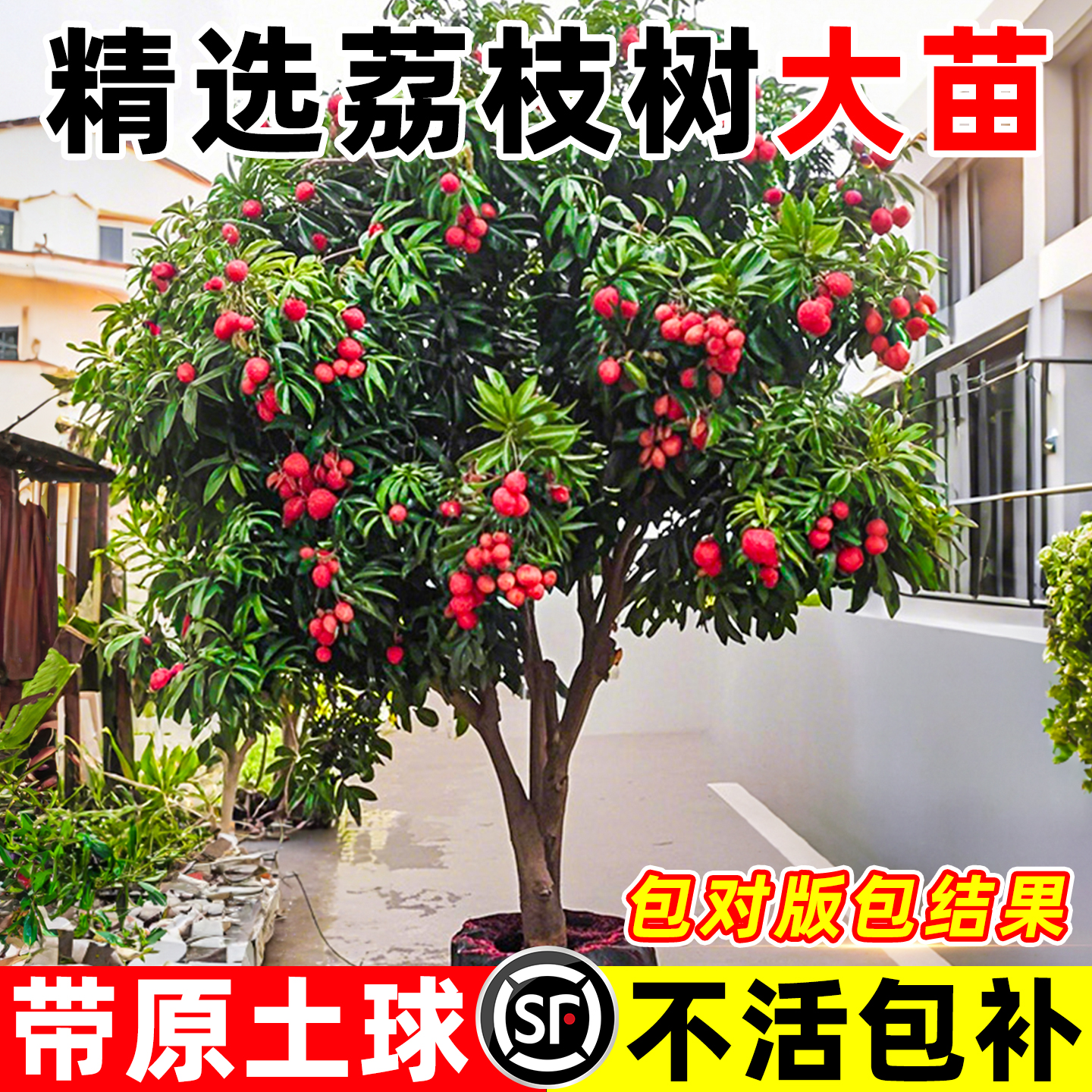 壹植当年结果荔枝树特大苗