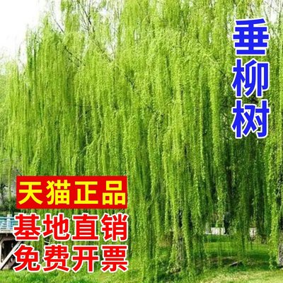 垂柳黄金柳青柳竹柳风景柳树小苗