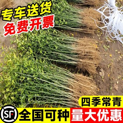 枳壳树苗实生苗带刺植物绿化苗木