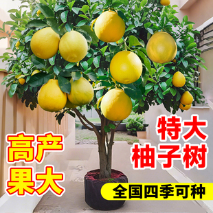 特大号柚子树苗果树沙田柚果苗红宝石嫁接大苗南北方庭院盆栽地栽