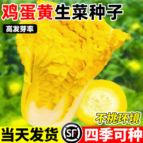 好吃黄心鸡蛋黄大白菜种子